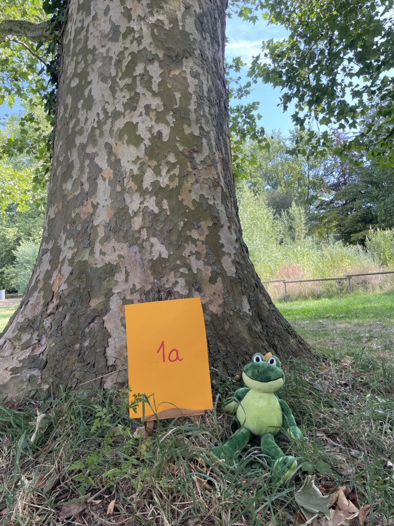 1a: Froschklasse