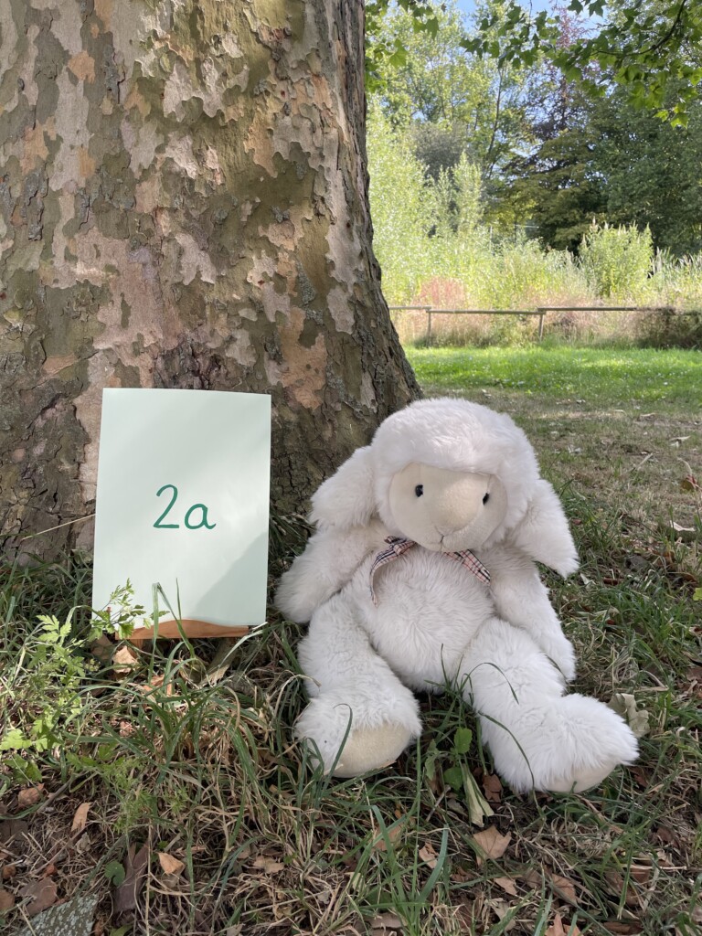2a: Schafklasse
