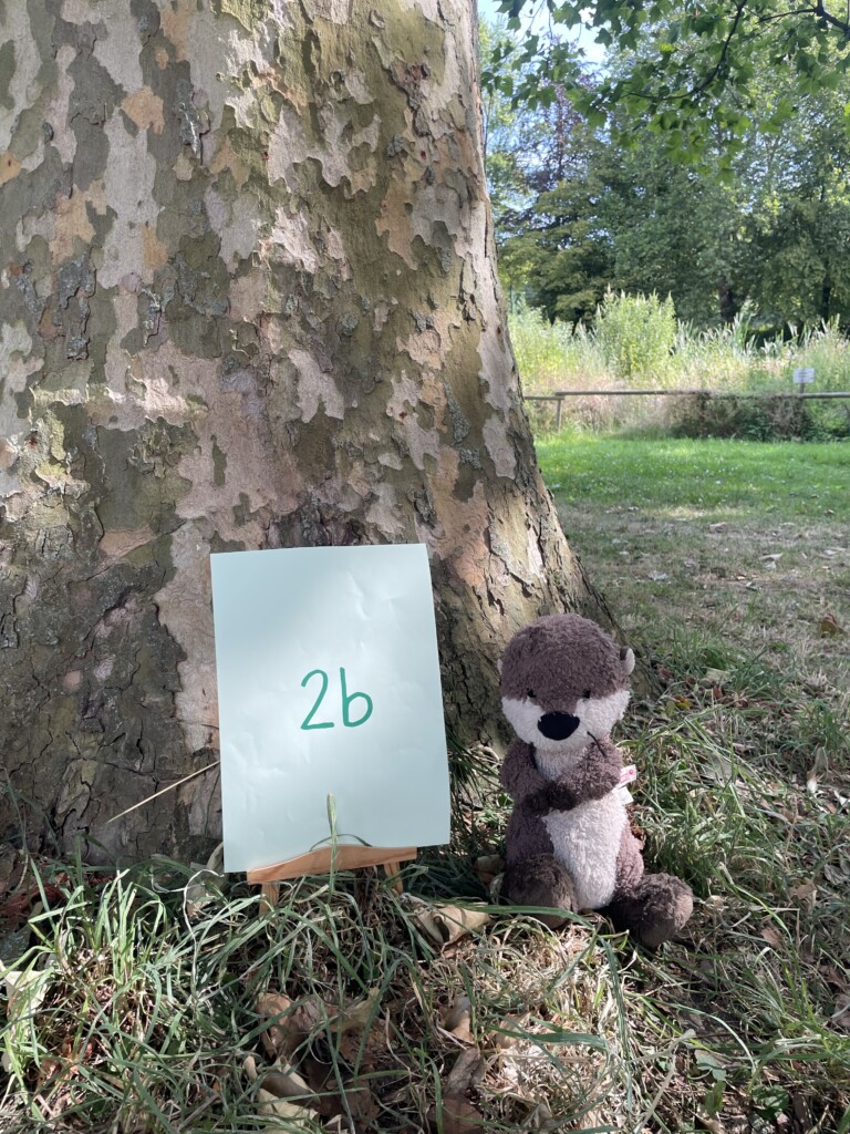 2b: Otterklasse